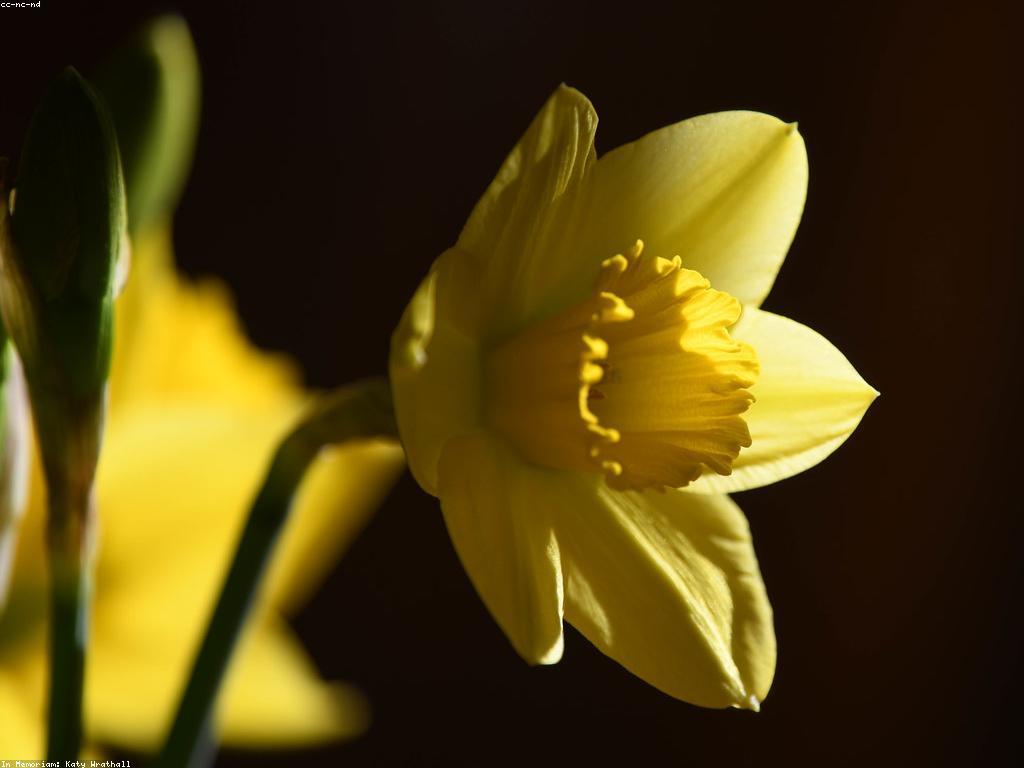 ការបង្កើតកំណត់អារម្មណ៍ប្រសើរ