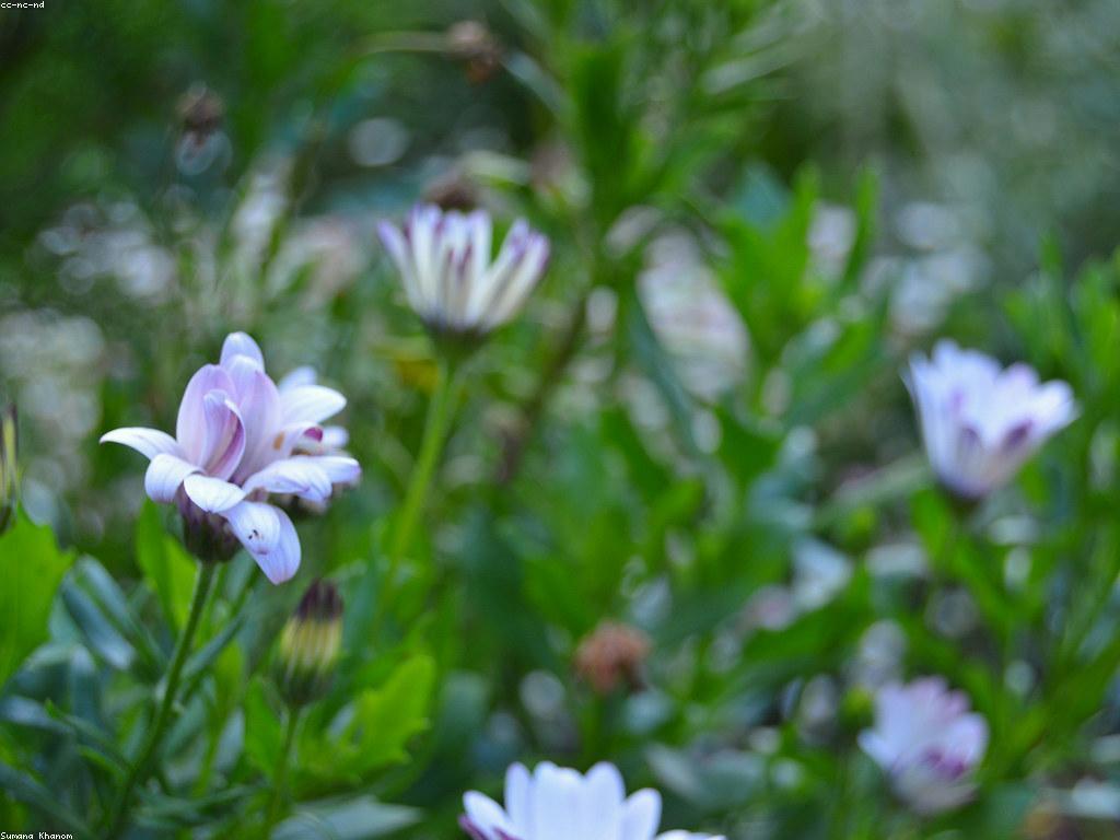 ការយល់ដឹងអំពីកំណត់អារម្មណ៍